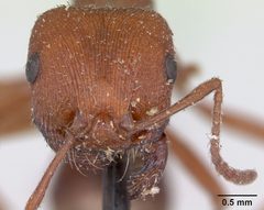 Pogonomyrmex subdentatus casent0173367 head 1 by April Nobile. Used under a CC BY 4.0 license.