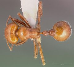 Pogonomyrmex tenuispinus casent0005709 dorsal 1 by wikipedia. Used under a CC BY 4.0 license.