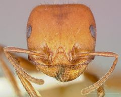 Pogonomyrmex tenuispinus casent0005709 head 1 by wikipedia. Used under a CC BY 4.0 license.