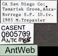 Pogonomyrmex tenuispinus casent0005709 label 1 by April Nobile. Used under a CC BY 4.0 license.