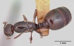 Monomorium emarginatum casent0103535 dorsal 1 by April Nobile. Used under a CC BY 4.0 license.