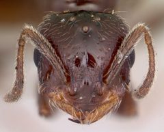 Monomorium emarginatum casent0103535 head 1 by April Nobile. Used under a CC BY 4.0 license.