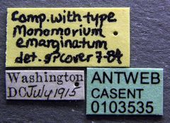 Monomorium emarginatum casent0103535 label 1 by April Nobile. Used under a CC BY 4.0 license.