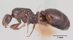 Monomorium emarginatum casent0103535 profile 1 by April Nobile. Used under a CC BY 4.0 license.