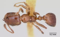 Monomorium emarginatum casent0103536 dorsal 1 by April Nobile. Used under a CC BY 4.0 license.