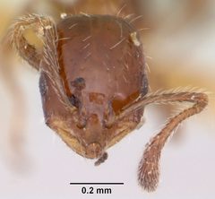Monomorium emarginatum casent0103536 head 1 by April Nobile. Used under a CC BY 4.0 license.