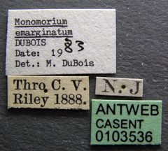 Monomorium emarginatum casent0103536 label 1 by April Nobile. Used under a CC BY 4.0 license.