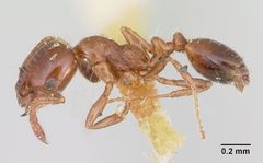 Monomorium emarginatum casent0103536 profile 1 by April Nobile. Used under a CC BY 4.0 license.