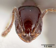 Monomorium ergatogyna casent0005781 head 1 by April Nobile. Used under a CC BY 4.0 license.