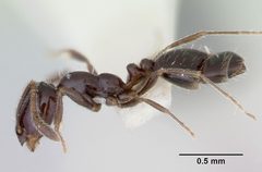 Monomorium ergatogyna casent0103532 profile 1 by April Nobile. Used under a CC BY 4.0 license.