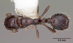 Monomorium minimum casent0104789 dorsal 1 by April Nobile. Used under a CC BY 4.0 license.