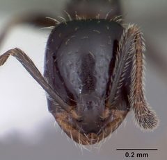 Monomorium minimum casent0104790 head 1 by April Nobile. Used under a CC BY 4.0 license.