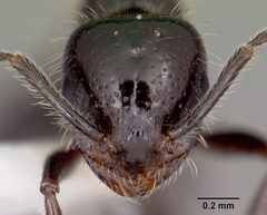Monomorium minimum casent0104791 head 1 by April Nobile. Used under a CC BY 4.0 license.