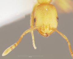 Monomorium pharaonis casent0005782 head 1 by wikipedia. Used under a CC BY 4.0 license.