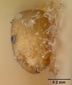 Monomorium pharaonis casent0008625 head 1 by April Nobile. Used under a CC BY 4.0 license.