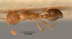 Monomorium pharaonis casent0101472 dorsal 1 by April Nobile. Used under a CC BY 4.0 license.