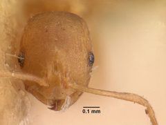 Monomorium pharaonis casent0101472 head 1 by April Nobile. Used under a CC BY 4.0 license.