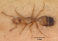 Monomorium pharaonis casent0102682 dorsal 1 by April Nobile. Used under a CC BY 4.0 license.