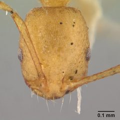 Monomorium pharaonis casent0179469 head 1 by Erin Prado. Used under a CC BY 4.0 license.