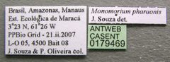 Monomorium pharaonis casent0179469 label 1 by Michele Esposito. Used under a CC BY 4.0 license.