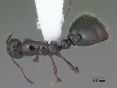 Monomorium trageri casent0104100 dorsal 1 by April Nobile. Used under a CC BY 4.0 license.