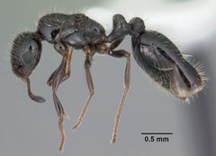 Monomorium trageri casent0104100 profile 1 by April Nobile. Used under a CC BY 4.0 license.
