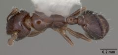 Monomorium trageri casent0104103 dorsal 1 by April Nobile. Used under a CC BY 4.0 license.