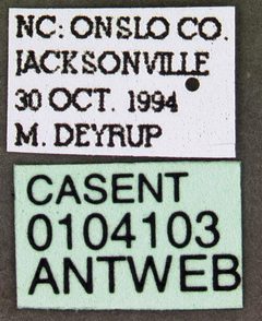 Monomorium trageri casent0104103 label 1 by April Nobile. Used under a CC BY 4.0 license.