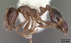 Monomorium trageri casent0104103 profile 1 by April Nobile. Used under a CC BY 4.0 license.