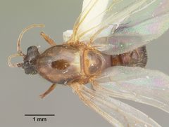 Solenopsis geminata casent0104520 dorsal 1 by April Nobile. Used under a CC BY 4.0 license.