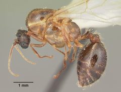 Solenopsis geminata casent0104520 profile 1 by April Nobile. Used under a CC BY 4.0 license.
