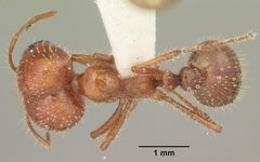 Solenopsis geminata casent0104521 dorsal 1 by April Nobile. Used under a CC BY 4.0 license.