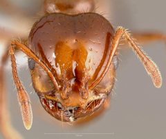 Solenopsis invicta casent0005804 head 1 by wikipedia. Used under a CC BY 4.0 license.