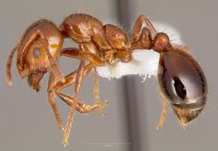 Solenopsis invicta casent0005804 profile 1 by wikipedia. Used under a CC BY 4.0 license.