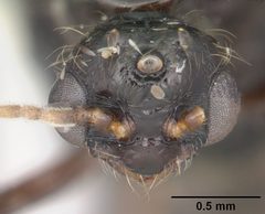 Solenopsis invicta casent0104503 head 1 by April Nobile. Used under a CC BY 4.0 license.
