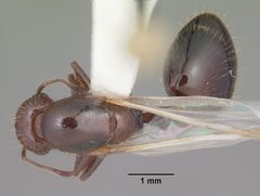 Solenopsis invicta casent0104504 dorsal 1 by April Nobile. Used under a CC BY 4.0 license.