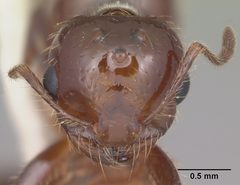 Solenopsis invicta casent0104504 head 1 by April Nobile. Used under a CC BY 4.0 license.