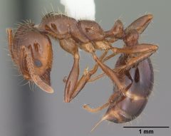 Solenopsis invicta casent0104523 profile 1 by April Nobile. Used under a CC BY 4.0 license.