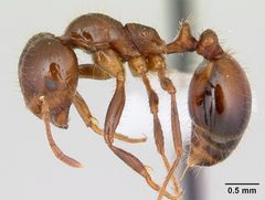 Solenopsis invicta casent0178134 profile 1 by April Nobile. Used under a CC BY 4.0 license.