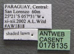 Solenopsis invicta casent0178135 label 1 by Michele Esposito. Used under a CC BY 4.0 license.