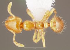 Solenopsis molesta casent0005805 dorsal 1 by wikipedia. Used under a CC BY 4.0 license.