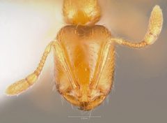 Solenopsis molesta casent0005805 head 1 by wikipedia. Used under a CC BY 4.0 license.