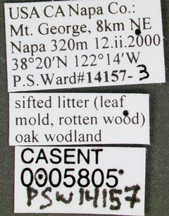 Solenopsis molesta casent0005805 label 1 by wikipedia. Used under a CC BY 4.0 license.
