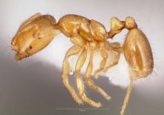Solenopsis molesta casent0005805 profile 1 by wikipedia. Used under a CC BY 4.0 license.