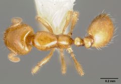 Solenopsis molesta casent0005936 dorsal 1 by April Nobile. Used under a CC BY 4.0 license.