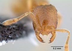 Solenopsis molesta casent0106027 head 1 by Michael Branstetter. Used under a CC BY 4.0 license.