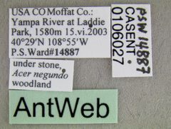 Solenopsis molesta casent0106027 label 1 by Michael Branstetter. Used under a CC BY 4.0 license.