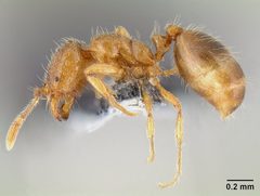 Solenopsis molesta casent0106027 profile 1 by Michael Branstetter. Used under a CC BY 4.0 license.