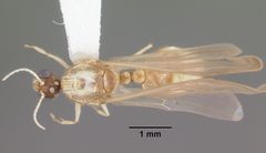 Solenopsis pergandei casent0104507 dorsal 1 by April Nobile. Used under a CC BY 4.0 license.