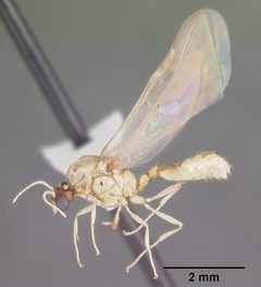 Solenopsis pergandei casent0104507 profile 2 by April Nobile. Used under a CC BY 4.0 license.